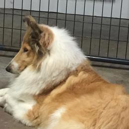 Trace - Collie