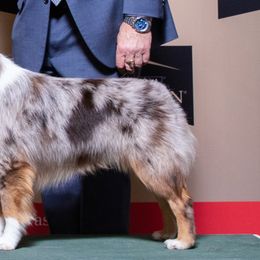 Rye - Miniature American Shepherd