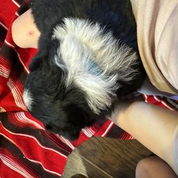 Australian Shepherd Puppies from Hayward aussies