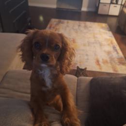 Luna - Cavalier King Charles Spaniel