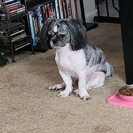 Stevie - Shih Tzu