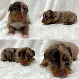 Red Merle male 2 - Red merle male Toy Australian Shepherd puppy in Brooker, Florida from Honey, I Shrunk the Aussies