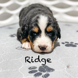 Ridge - Black rust and white male Bernese Mountain Dog puppy in Hudson, Indiana from TurkeyCreek-K9