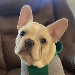 French Bulldog Puppies from Lola’s Frenchies