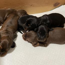 Dachshund Puppies from Devoted Doxies - DLL