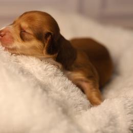 Pink - Red female Dachshund puppy in Miami, Florida from Maitime Dachshund