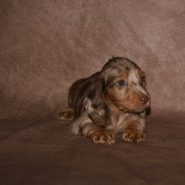 Mike - Dapple Dachshund puppy in Humble, Texas from Foley Dachshunds