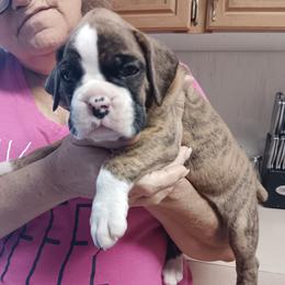 Ash - Brindle male Boxer puppy in Morriston, Florida from Like The Wind Boxers