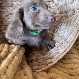 Slate - Fawn (Isabella) male Dachshund puppy in Bentonville, Arkansas from T & D Dachshunds by design