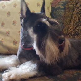 Ziva - Miniature Schnauzer
