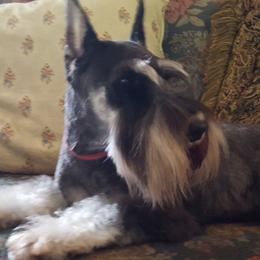 Ziva - Miniature Schnauzer