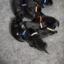 Labrador Retriever Puppies from Steele Caliber Retrievers
