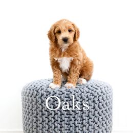 Oaks - Apricot male Goldendoodle puppy in Spanish Fork, Utah from Oodles of Floofy Doodles