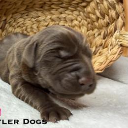Lacey - Chocolate female Labrador Retriever puppy in Grants Pass, Oregon from KnR Antler Dogs