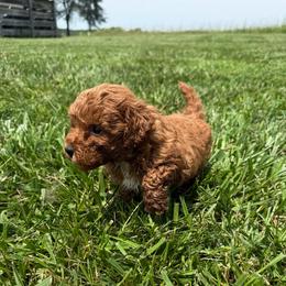 Green male - Red male Maltipoo puppy in Ludlow, Missouri from Countryside Doodles and Mohr