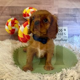 Brick - Ruby male Cavalier King Charles Spaniel puppy in Maryland from Pay it Forwood