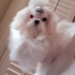Maltese puppies from Maltese & poodle Lovers