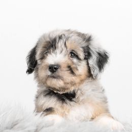 Bernedoodle and Aussiedoodle Puppies from Lillybee