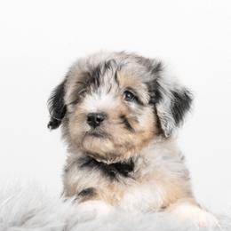 Bernedoodle and Aussiedoodle Puppies from Lillybee