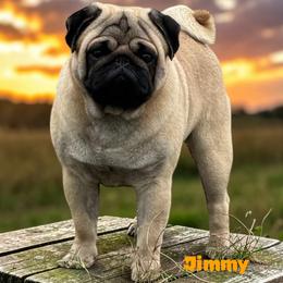 Jimmy - Pug