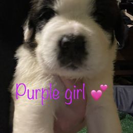 Purple - Saint Bernard puppy in Allison Park, Pennsylvania from CT Saints