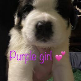 Purple - Saint Bernard puppy in Allison Park, Pennsylvania from CT Saints
