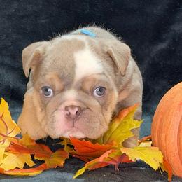 Cindy - Lilac tri-color female Bulldog puppy in Lakeland, Florida from Strickly Bulldogs