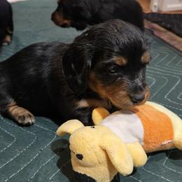 Georgia - Black and tan female Dachshund puppy in Troy, Illinois from Walkers Weiners