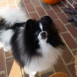 Sasha - Pomeranian