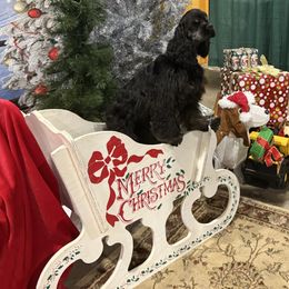 Piper - Black and tan female Cocker Spaniel puppy in Holland, Massachusetts from Kismet Cocker Spaniels