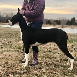 Juliet - Great Dane