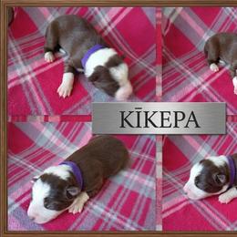 Kikepa - White and red female Border Collie puppy in Max, Nebraska from Stag Valley Homestead