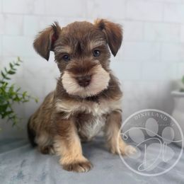 Oak - Liver male Miniature Schnauzer puppy in Hockley, Texas from Dixieland Miniature Schnauzers