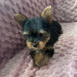 Bella rose - Black and gold female Yorkshire Terrier puppy in Ocala, Florida from Top Notch Pupz