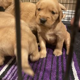 Golden Retriever Puppies from Golden Star Ranch
