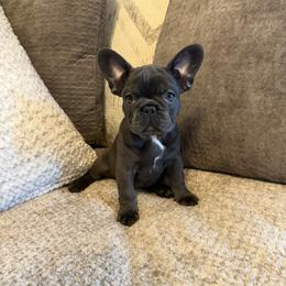 French Bulldog Puppies from Roberto Amador
