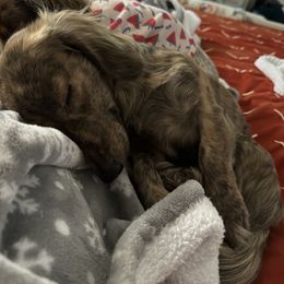 Dachshund All Grown Up from Libby’s Doxies