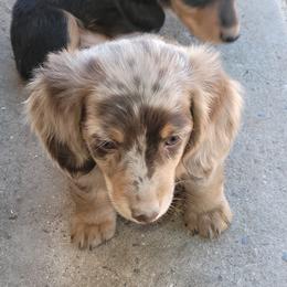 Dachshunds from ITSAR Ranch
