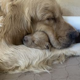 Golden Retriever Puppies from Millport Golden Retriever