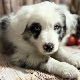 Miniature Australian Shepherd Puppies from Peace Creek Aussies