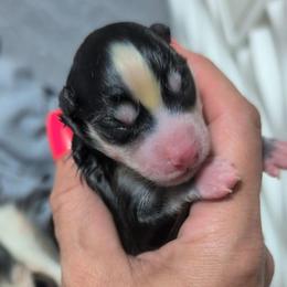 Pup No.4 - Black and white female Pomsky puppy in Hurleyville, New York from My Crazy Pomskys