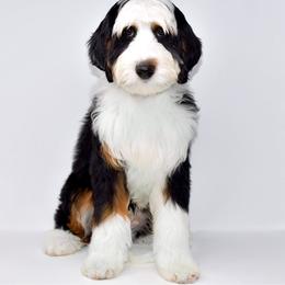 "Todd- a silver creek stud" Australian Labradoodle, Bernedoodle, and Goldendoodle All Grown Up from Silver Creek Doodles