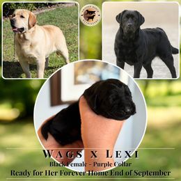 Purple Collar Female - Black female Labrador Retriever puppy in Fair Oaks, California from Twisted Ranch Retrievers