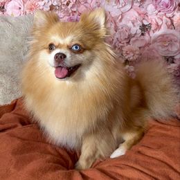 Syrup - Pomeranian