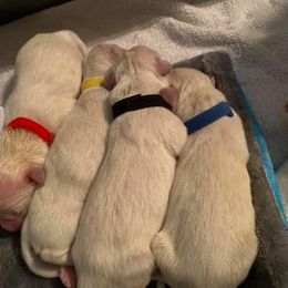 Golden Retriever Puppies from Golden Dust Retrievers