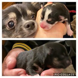 Pomsky Puppies from Sunshine Pomsky