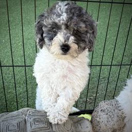 Belle - Merle female Cockapoo puppy in Crosby, Texas from Painted Rose Poodles and Doodles