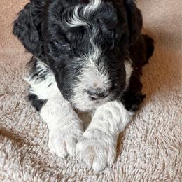Olive - Black and white female Bernedoodle puppy in Grant City, Missouri from Timberline Paws
