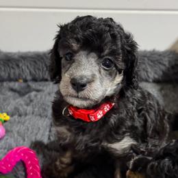 Red- will be Silver Phantom - Phantom female Poodle puppy in Simms, Texas from Donna’s Aussies & Pink Heart Poodles