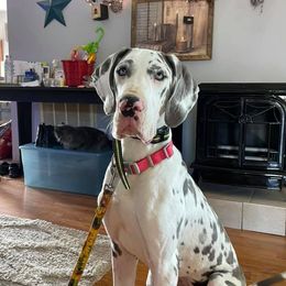 Great Danes from Buck Creek Great Danes